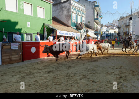 Traditionelle Largada de Toiros, Straße Stierkampf, Festas do Barrete Verde e das Salinas, Provinz Alcochete, Setubal, Portugal Stockfoto