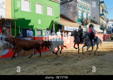 Traditionelle Largada de Toiros, Straße Stierkampf, Festas do Barrete Verde e das Salinas, Provinz Alcochete, Setubal, Portugal Stockfoto