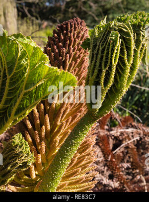 Senken und neue Blätter der Brasilianischen Riese Rhabarber (Gunnera manicata) Pflanze. Stockfoto