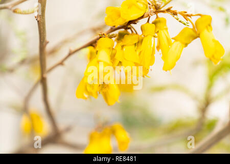 Leuchtend gelbe kowhai Blumen close-up in selektiven Fokus. Stockfoto