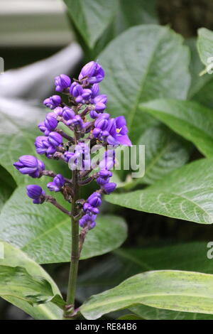 Blue Ginger Blume tropische Pflanze Stockfoto