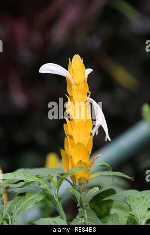 Goldene Garnelen Anlage oder Lutscher Pflanze, Soft-stammte immergrüne Strauch Stockfoto