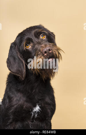 Portrait von weiblichen Cesky Fousek Hund an der Kamera kopf Schräg von vorne auf einem beigen Hintergrund isoliert gesehen suchen Stockfoto