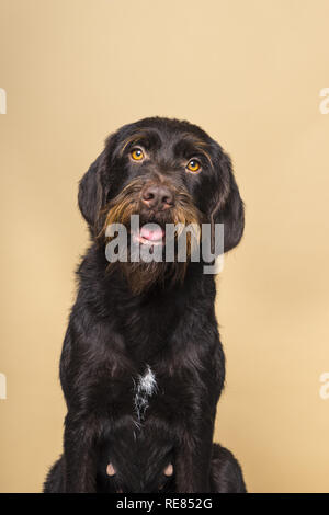 Portrait einer weiblichen Cesky Fousek Hund in die Kamera von vorne auf einem beigen Hintergrund isoliert gesehen suchen Stockfoto