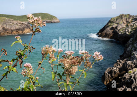 Wilde Blumen vor dem Kantabrischen Meer Stockfoto