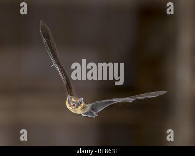 Schweben Pipistrelle bat (Pipistrellus pipistrellus) fliegen am Dachboden der Kirche in der Dunkelheit Stockfoto