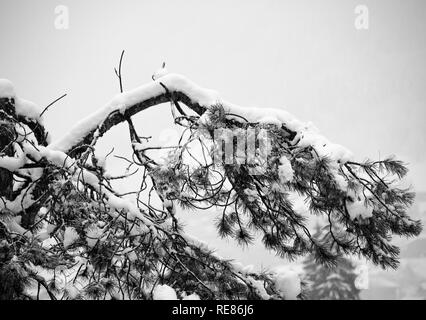 Die Ast einer Kiefer im frischen Schnee im Französischen Wintersportort Morzine Haute Savoie Portes du Soleil Frankreich Stockfoto