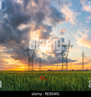Sonnenuntergang über Weizenfeld Stockfoto