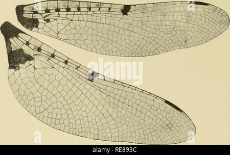 . Cordulines. Corduliidae. 38 SAMMLUNGEN SEL YS Gen. X. NEUROCORDULIA Selvs.. Abb. 45. Â Ailes de Ncurocordtilia obsoleta Sagen 9 (Slg. Acad.Nat. Wissenschaften von Philadelphia). I.[N] obsoleta (Abb. 45, 46, 47, 48). Sagen, Journ. Acad. Philad., VIII, 1839. Ââ Selys, Lac. A.a.o., 1871. Â Hagen, Psvche, juillet 1890. Lebensraum: Etats-Unis, Nouvelle-Or Unns, Indiana, Illinois, Massaclinsetts, Neiv-Jersey, etc.. Bitte beachten Sie, dass diese Bilder aus gescannten Seite Bilder, die digital für die Lesbarkeit verbessert haben mögen - Färbung und Aussehen dieser Abbildungen können nicht Perfekt r extrahiert werden Stockfoto
