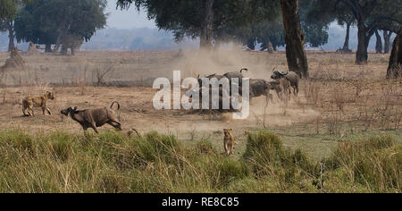 Ein Pride Of Lions haben eine Falle für den Büffel, aber der Büffel haben den Spieß umgedreht und kämpfen zurück. Stockfoto