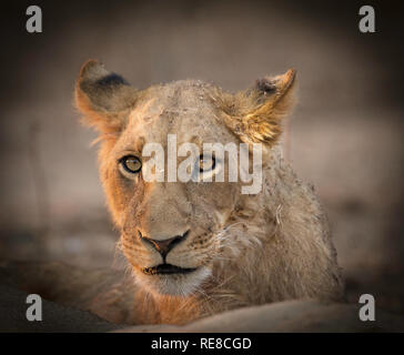 Ein Porträt eines Heranwachsenden männliche Löwe, der gerade in die Kamera schaut Stockfoto