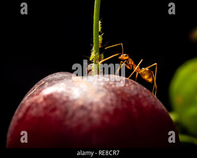 Arbeitnehmer yellow crazy Ant (Anoplolepis gracilipes) schützen Blattläuse auf rote reife Surinam Kirsche (Eugenia Uniflora). Beziehung zwischen Blattläuse und Ameisen ich Stockfoto
