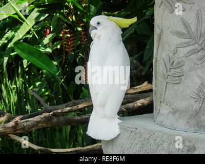 Ein grosser Papagei, einen südlichen tropischen Vogel, ein Papagei, der sprechen kann. Stockfoto