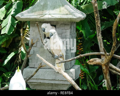 Ein grosser Papagei, einen südlichen tropischen Vogel, ein Papagei, der sprechen kann. Stockfoto