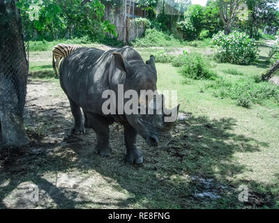 Zwei Nashorn im Zoo, Säugetier von Rhinoceros, Familie, Schwarzes Nashorn Stockfoto