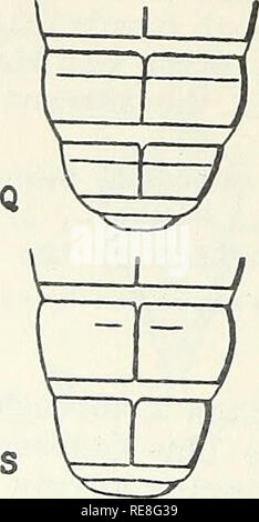. Kooperative Wirtschaftsbeziehungen insekt Bericht. Bildliche Tasten. Schadinsekten bildnerischen Werke. - 5 - S&gt; (8). Antecostal Nähte des 7. und 8. die Abdominal- tergite vollständig über Tergites (Q) j basal sensorische Poren des Terminal Antenne! Segment mit über basale £ (E) &Amp; (H) grassmani Beal Antecostal Nähte des 7. und 8. die Abdominal- tergite nicht vollständig über die tergite, manchmal Naht völlig abwesend am 8. Segment (S) j basal sensorische Poren des Terminal antennal Segment liegt distad der basalen 1/3 (T) • • • • • • • • • • • • • • • • • • • • • • •. Ornatum (Sagen). H. M. Armitage, Leiter Büro der Stockfoto