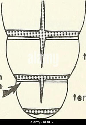 . Kooperative Wirtschaftsbeziehungen insekt Bericht. Bildliche Tasten. Schadinsekten bildnerischen Werke. distale sensorische Cup mit sechs Papillen Trogoderma spp. (Nicht qronorlum tergum tergum) r 7 8 r terga gleichmäßig cremige gelb bis hellbraun antecostal Naht fehlend oder schwach am 8 Abdominal- tergum angezeigt (setoe entfernt) terga Dunkelgrau antecostal Naht vorhanden, gut entwickelt am 8 Abdominal- tergum (setae entfernt). tergum 7 tergum 8 Trogoderma qranarlum Everts 5 qlabrum Trogoderma (Herbst). Bitte beachten Sie, dass diese Bilder aus gescannten Seite Bilder, die digital für readabil gesteigert wurden extrahiert werden Stockfoto