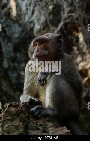 Affen in Thailand, Affen, die Affen in der Natur Stockfoto