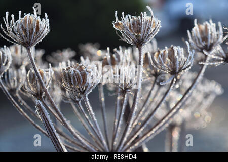 Frost auf scharfkraut Stockfoto