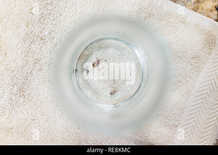 Makro oben flach Nahaufnahme von zwei großen Lone Star Zecken in Glas Glas Schale verstopften mit Blut auf Tisch und weißen Handtuch Stockfoto