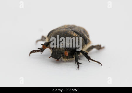 Isolierte große schwarze Käfer Stockfoto