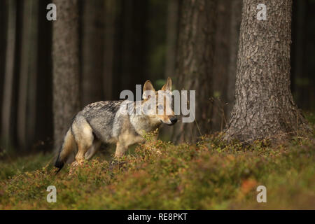 Junge eurasischen Wolf Spaziergang im Wald - Canis lupus Stockfoto