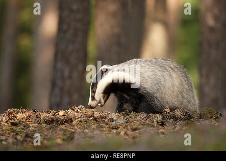 Badger in Wald, tierische Natur Lebensraum, Tschechisch. Wildlife Szene. Wild Dachs Meles meles Stockfoto