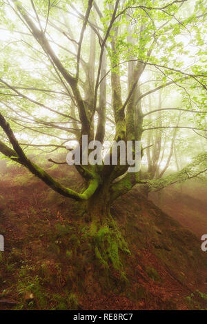Einsamer Baum in einem foogy Tag in Gorbea Natural Park Stockfoto