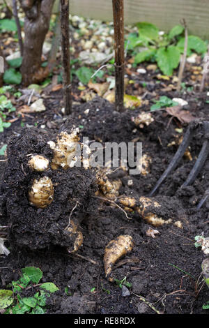 Helianthus tuberosus. Ernte Topinambur. Stockfoto