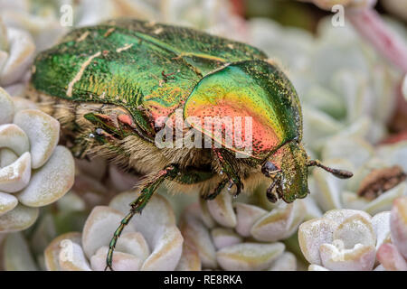 UK Berkshire Rose Spreusieb Käfer Stockfoto