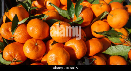 Natürliche saftige frische organische Zitrusfrüchte Clementinen mit grünen Blättern Stockfoto