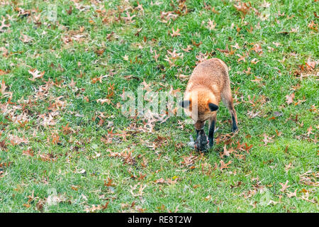 Eine wild Ost orange Red Fox in Virginia auf Gras draußen im Hinterhof beißen Tötung Ernähren mit toten Eichhörnchen Stockfoto