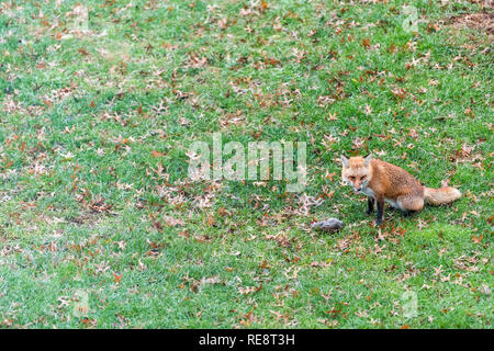 Eine wild Ost orange Red Fox in Virginia auf Gras draußen im Hinterhof keuchend Jagd Tötung Ernähren mit toten Eichhörnchen sitzend Stockfoto