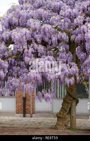 Wunderschöne Glyzinie Baum im Park Stockfoto