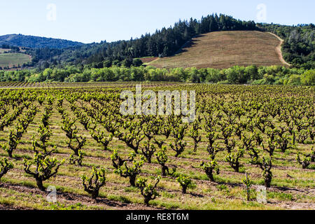 Alt & Neu - einem alten Weinberg beginnt eine neue Saison, während die neu gepflanzten Weinberg nur im Hintergrund gestartet wird. Sonoma County, CA, USA Stockfoto