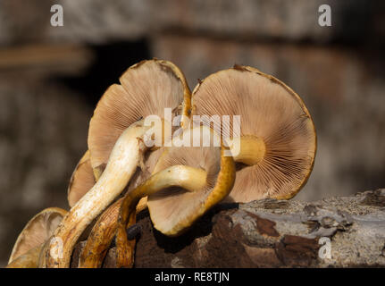 Armillaria auf Holz Stockfoto