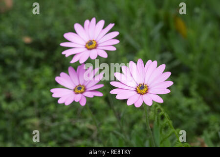 Osteospermum Killerton jucundum' Rosa 'Blumen im Garten. Cape Daisy. African Daisy. Stockfoto