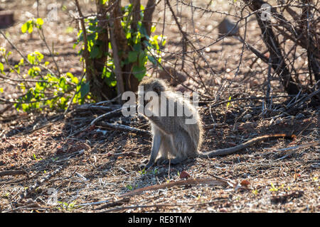 Affe im Krüger Nationalpark, Südafrika Stockfoto