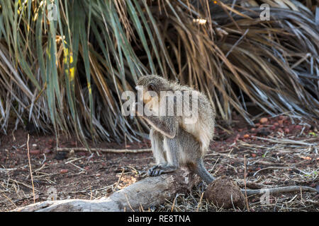 Affe im Krüger Nationalpark, Südafrika Stockfoto