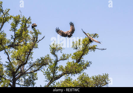 Eagle nähert sich großen Baum im Kruger Park Stockfoto