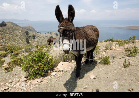 Esel auf Isla del Sol (Sonneninsel) am Titicacacasee, Bolivien, in der Nähe von Copacabana Stockfoto