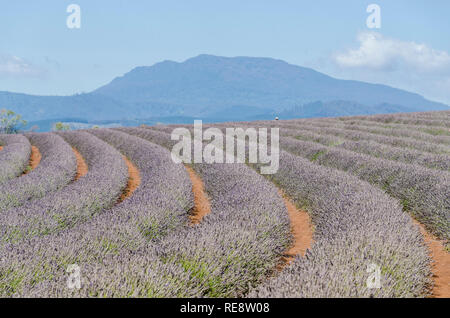 Lavendel-Farm in Tasmanien Stockfoto