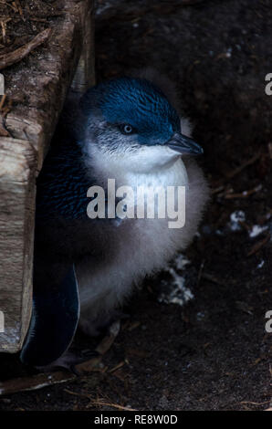 Kleiner blauer Pinguin (auch bekannt als Feenpinguin) auf Phillip Island, Australien Stockfoto