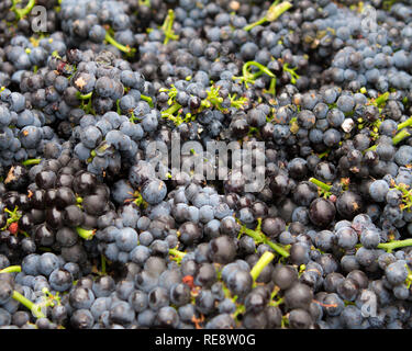 Rotwein Rebsorte der Cluster für die Ernte gesammelt (crush). Sonoma County, Kalifornien, USA Stockfoto