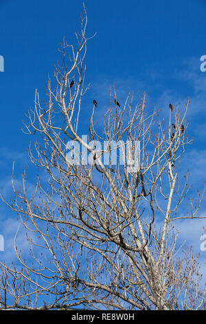 Red-winged Amseln, die oben auf einen Baum im Winter gehockt Stockfoto