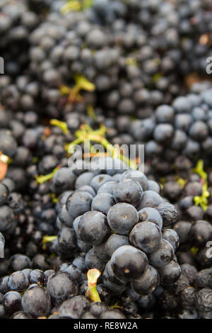 Packed Sweetness - Red wine grape clusters collected for crush (harvest). Russian River Valley, California, USA Stockfoto