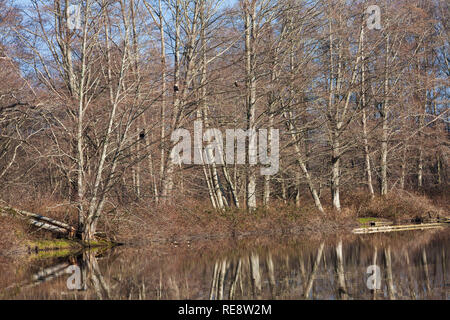 Zwei Adler und einem großen Hawk sitzen in den Bäumen am See Stockfoto