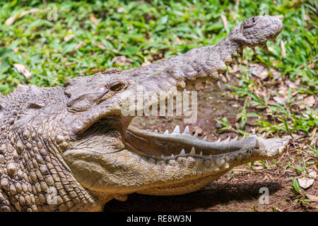 Eine extrmeme Nahaufnahme von einem Krokodil Kopf in den Zoo Ave rescue Zoo, in der Nähe von San Jose Costa Rica, mit seinen Mund weit offen, es ist große Zähne. Stockfoto