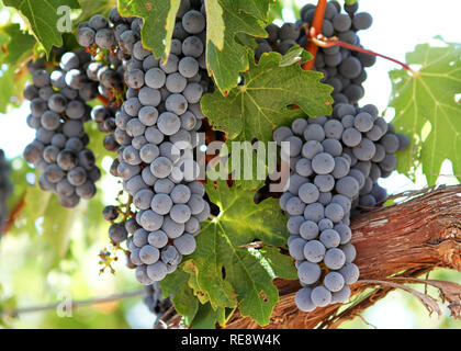 Hängende Pralle-Reife Cabernet Sauvignon Traube Cluster hängen bereit für die kommissionierer Messer. Alexander Valley, Sonoma County, Kalifornien, USA Stockfoto
