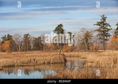 Farben der Winter an der George C Reifel wandernden Vogelschutzgebiet in der Nähe von Vancouver Stockfoto